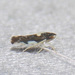 Erasmoneura nigra - Photo (c) Fyn Kynd,  זכויות יוצרים חלקיות (CC BY-SA), הועלה על ידי Fyn Kynd