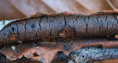 Diatrype decorticata