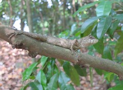 Calotes liolepis