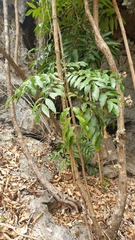 Colea