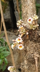 Colea