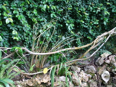 Dendrobium moschatum