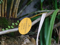 Dendrobium moschatum