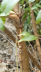 Colea