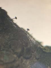 Phaeocalicium compressulum