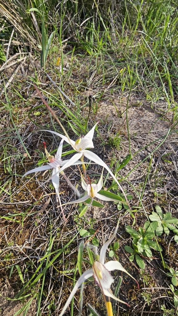 Caladenia intuta