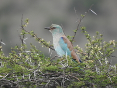 Coracias garrulus garrulus