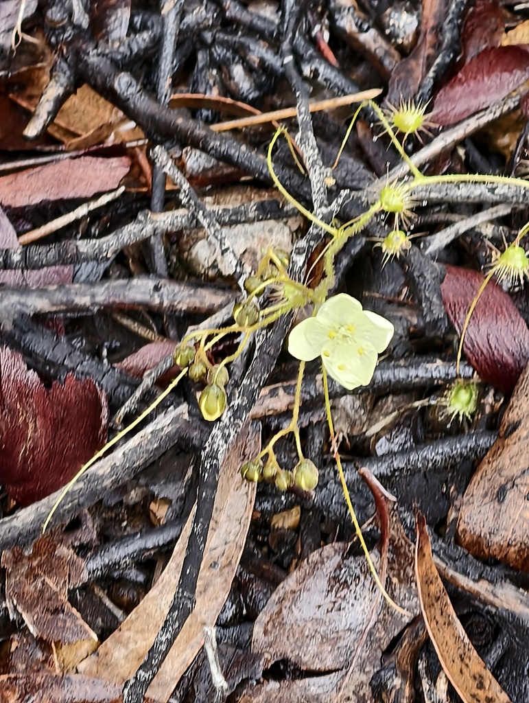 Drosera hirsuta (Drosera hirsuta)