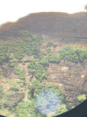 Chaenotheca trichialis