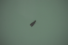 Corydalus peruvianus