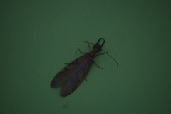 Corydalus peruvianus