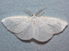 Protitame virginalis