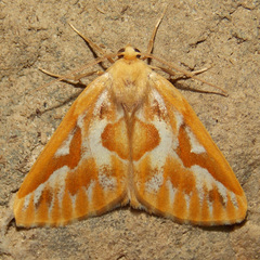 Caripeta piniata