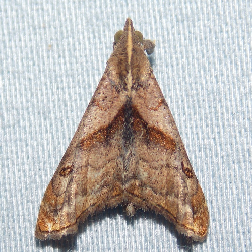 Dark-spotted Palthis Moth