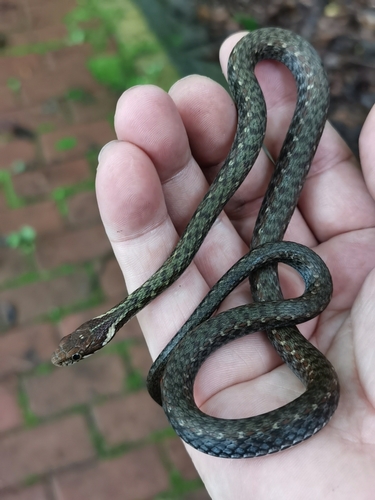 Kuatun Keelback