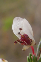 Erica cyathiformis