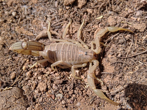 African fattail scorpion
