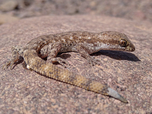 Algerian Sand Gecko