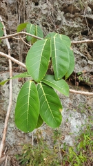 Ficus lutea