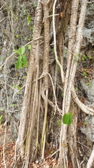 Ficus lutea