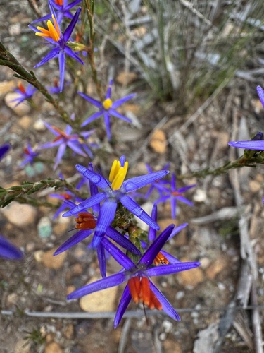 Calectasia gracilis (Calectasia gracilis)