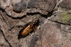 Dromius schneideri