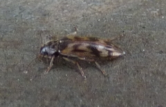 Prothalpia holmbergi