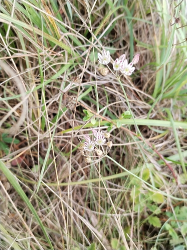 Allium moschatum, photograph 4