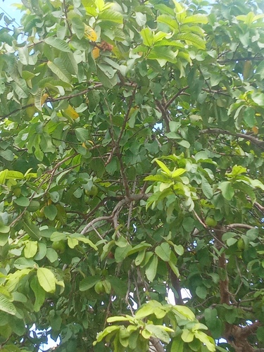 Common guava