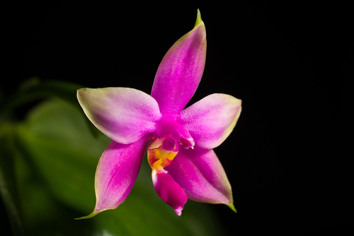 Violet Phalaenopsis