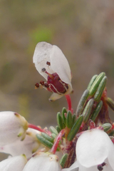 Erica cyathiformis