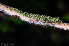 Anolis latifrons