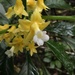 Besleria melancholica - Photo 由 Lera Miles 所上傳的 (c) Lera Miles，保留部份權利CC BY