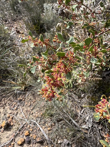 Stinking Roger (Hakea denticulata)