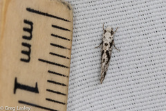 Nemapogon defectella