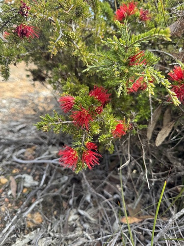 Stirling Range Bottlebrush (Melaleuca cyrtodonta)