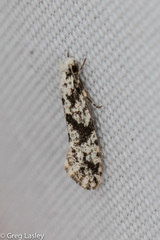 Nemapogon defectella