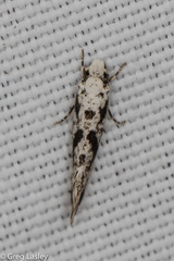Nemapogon defectella