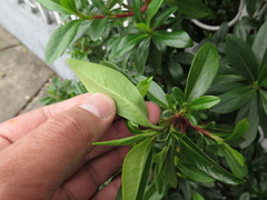 Escallonia discolor