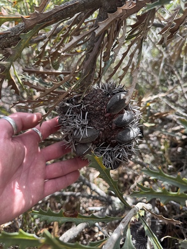 prickly banksia (Banksia aculeata)