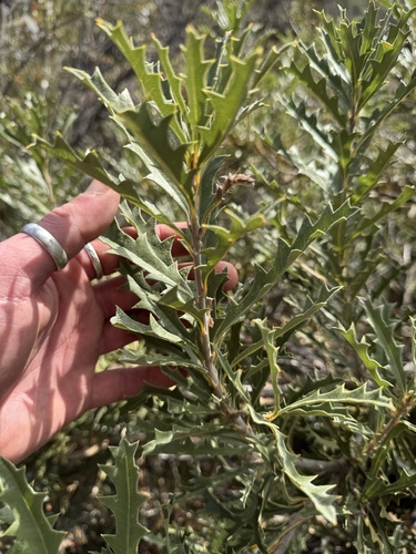Banksia aculeata, photograph 1