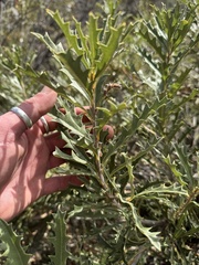 Banksia aculeata, photograph (c) Tyler Anthony, some rights reserved (CC BY)