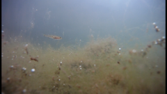 Glossogobius callidus