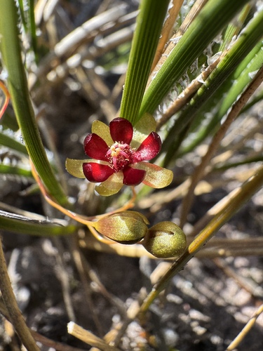 Drosera koikyennuruff