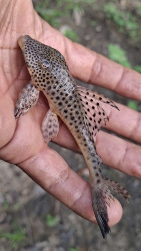 Squaliforma emarginata — Loricariidae