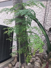 Moringa oleifera