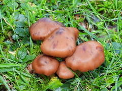 Fungi