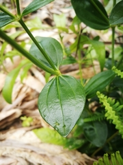 Tachiadenus carinatus image