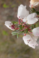 Erica cyathiformis