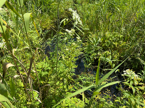 Swertia bimaculata, photograph 5